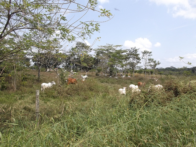 Vacas y garzas