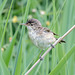 Young Reed Warbler?
