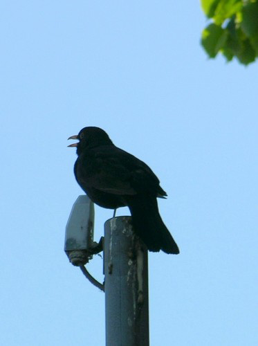 Herr Amsel singt sein Lied ins Mikrofon.