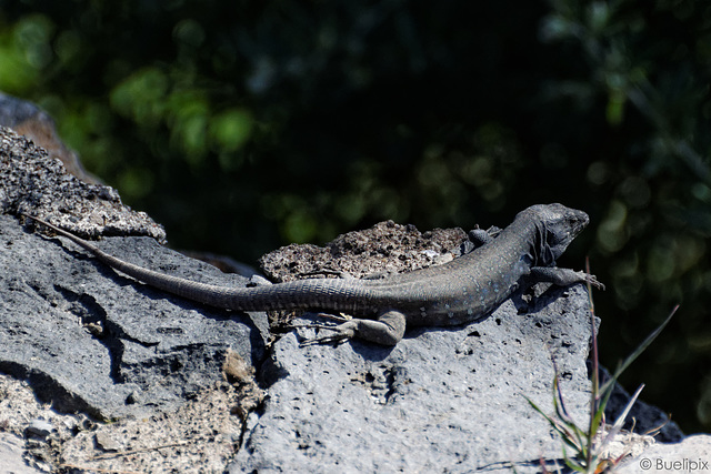 Teneriffa-Drachen beim Mirador de Chipuque (© Buelipix)