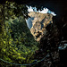 LEVADA DO CALDEIRÃO VERDE