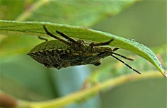 Shield Bug