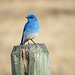 Mountain Bluebird male