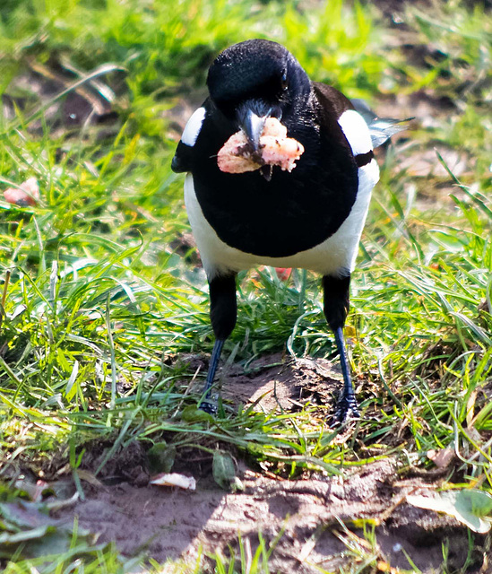 Magpie stealing a lions meat