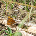 Spotted Fritillary-DSD1694
