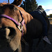 Horse loves girl
