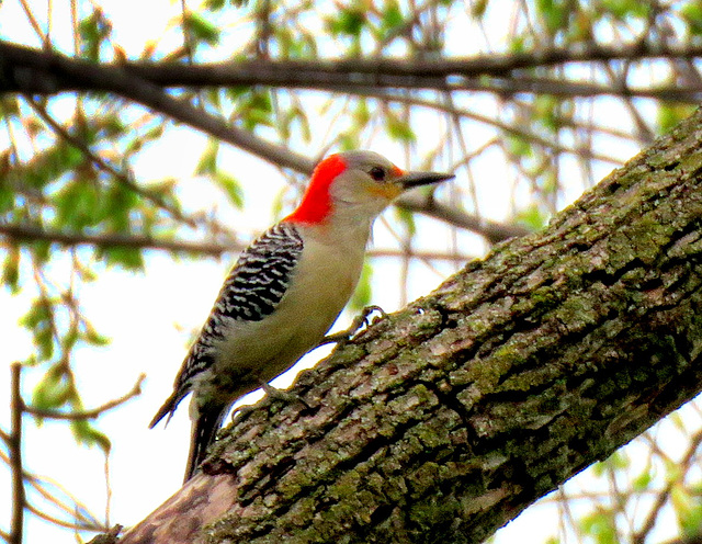 Red-bellied Woodpecker, female