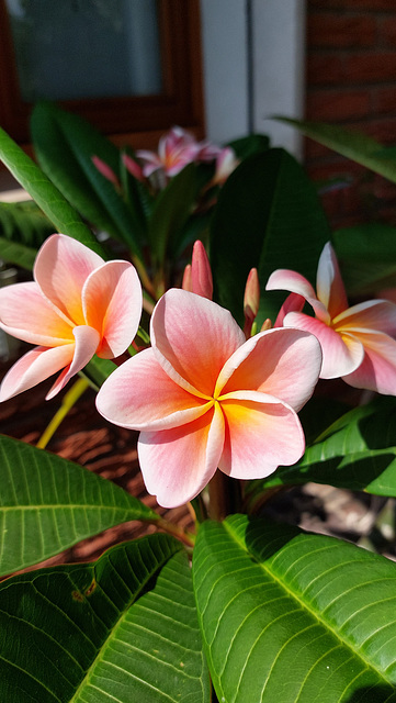 Plumeria