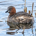 Little grebe