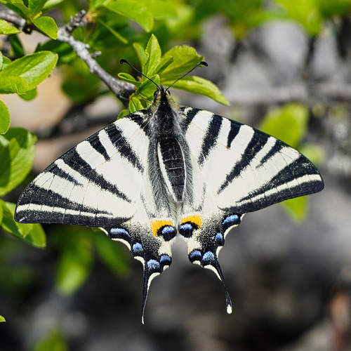 Segelfalter: einer der schönsten Tagfalter - Scarce swallowtail: one of the most beautiful butterflies