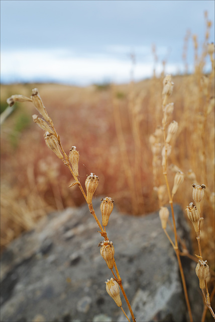 Penedos, Thirsty Land poetry