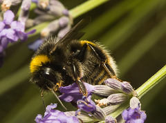 IMG 0270 Bumblebee