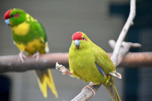 Parakeet disturbed during lunch