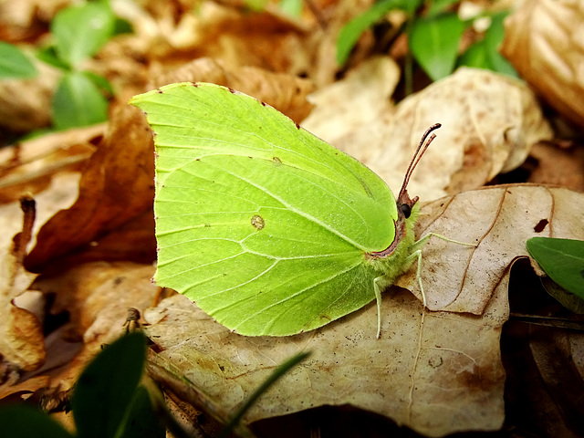 Zitronenfalter (Gonepteryx rhamni) Common Brimstone