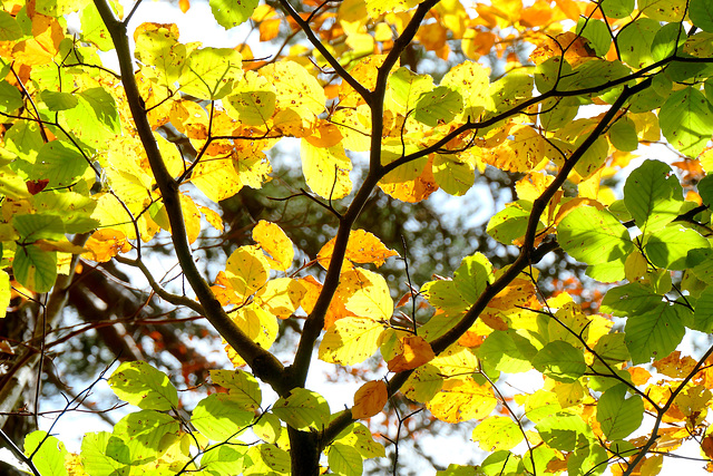 L'Automne des couleurs !