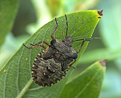 Shield Bug