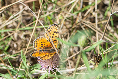 Spotted Fritillary-DSD1695