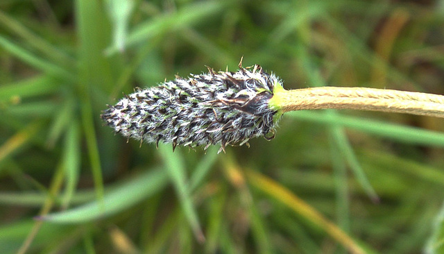 Plantain