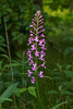 Platanthera psycodes (Small Purple Fringed orchid)