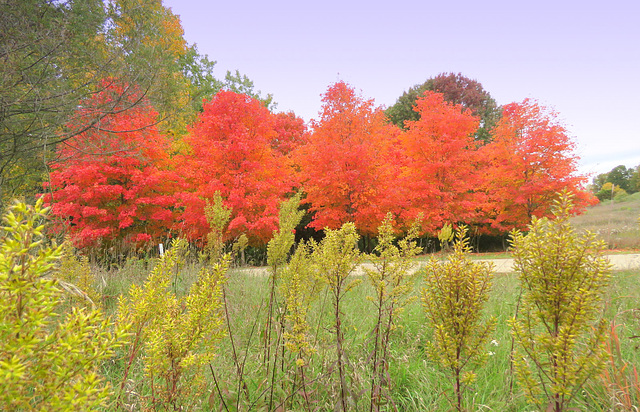 The maple show at the park