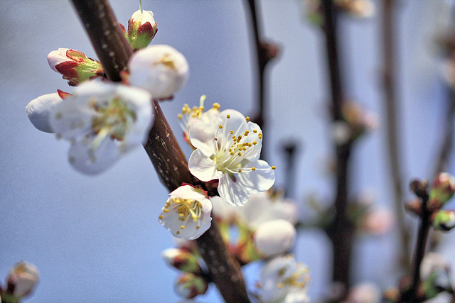 Aprikosenblüten