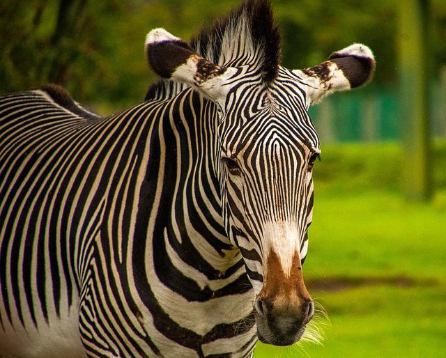 Zebra