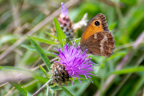 Gatekeeper on Lesser Knapweed-DSZ5581