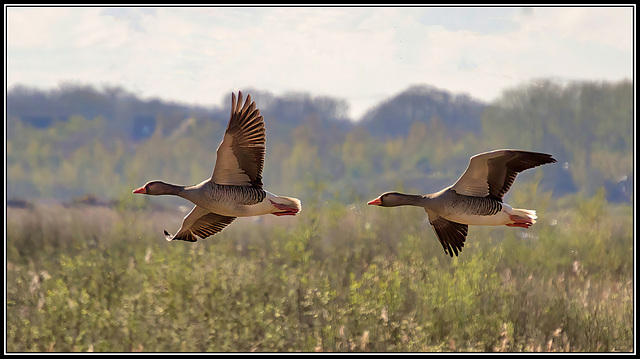 Graylag Goose