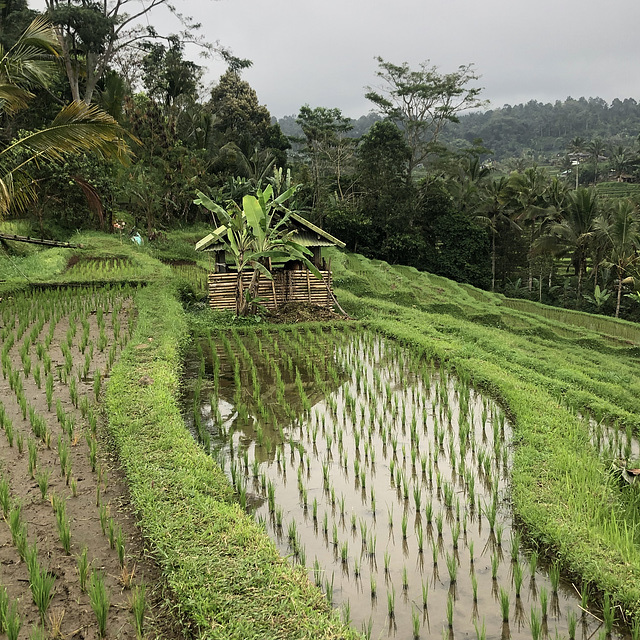 Jatiluwih Ricefields.