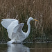 Great white egret