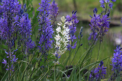 Common Camas