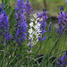 Common Camas