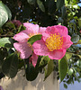 camellia