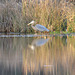 Great blue heron by the pond