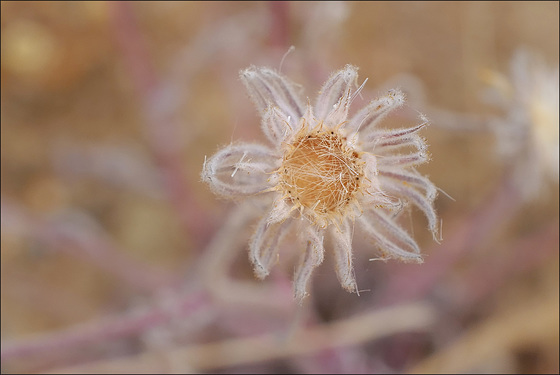 Andryala integrifolia, Penedos, Thirsty Land poetry