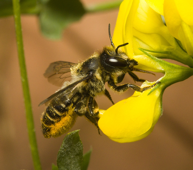 IMG 0298 Leaf cutter bee-1