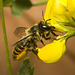 IMG 0298 Leaf cutter bee-1