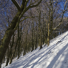 Descent into the snowy beeches