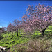 Almendro