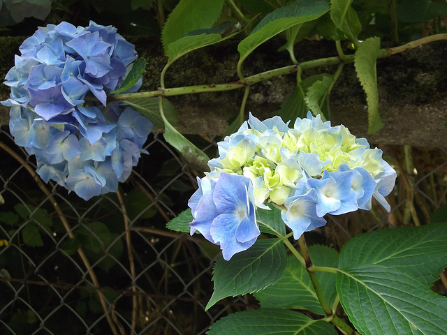 Hortensias