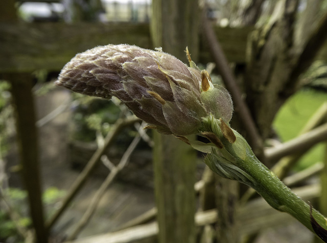 Wisteria flower bud