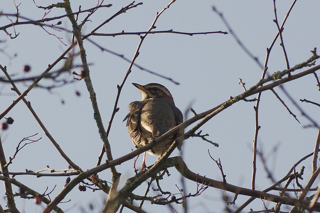 Redwing