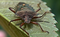 Shield Bug