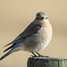 Mountain Bluebird female