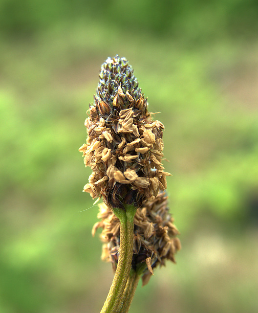 Plantain