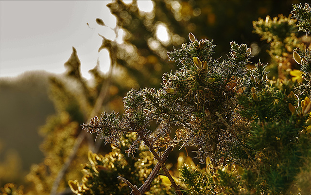 Gorse