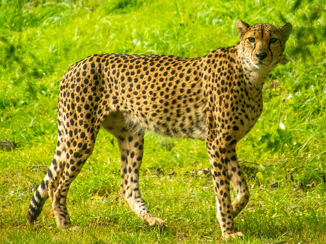 Cheetah