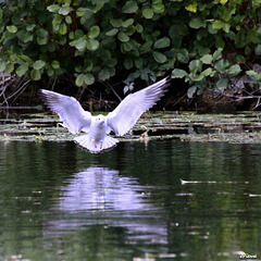 Saut de l'ange pour une mouette