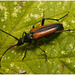 EF7A3715 Beetle