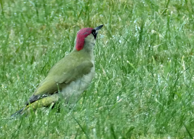 Heute ein Grünspecht im Garten